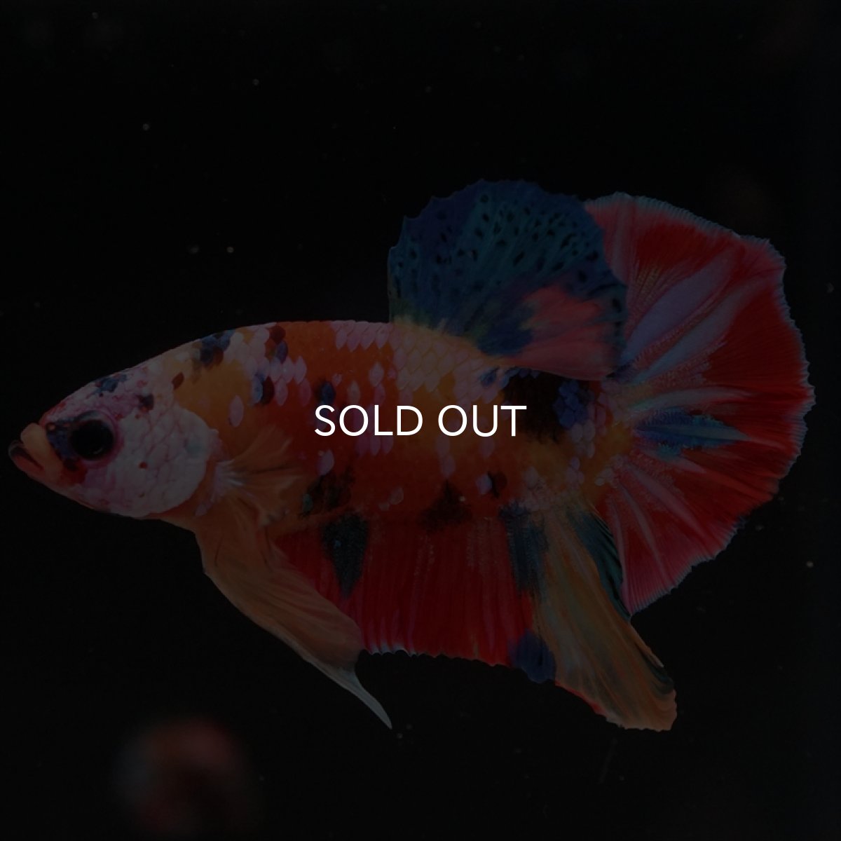 画像5: HMPK　キャンディ (5)