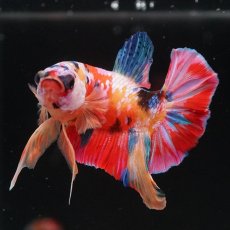 画像4: HMPK　キャンディ (4)