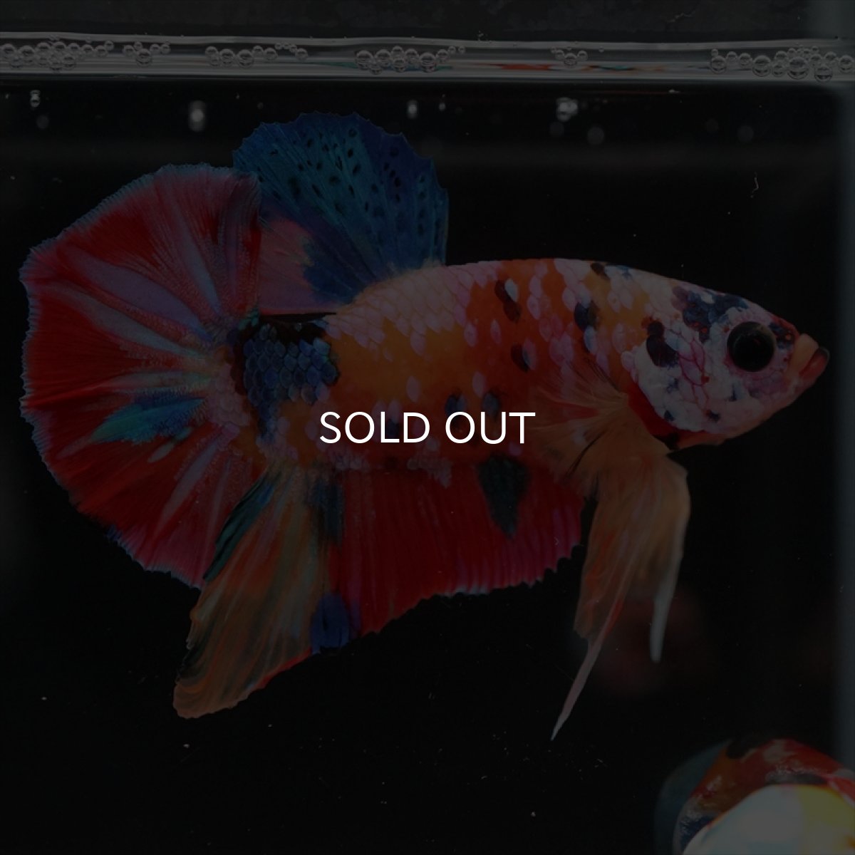 画像3: HMPK　キャンディ (3)