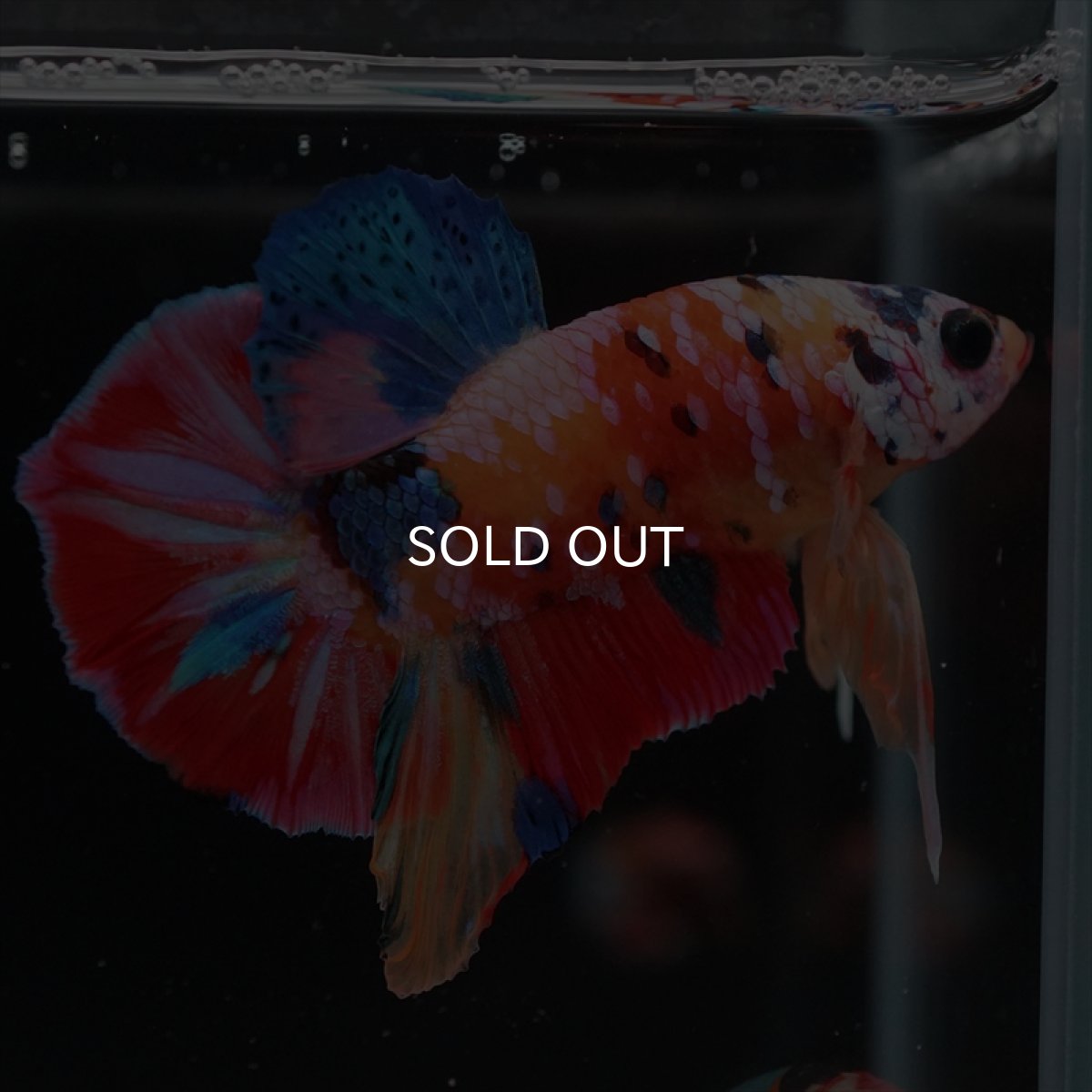 画像2: HMPK　キャンディ (2)