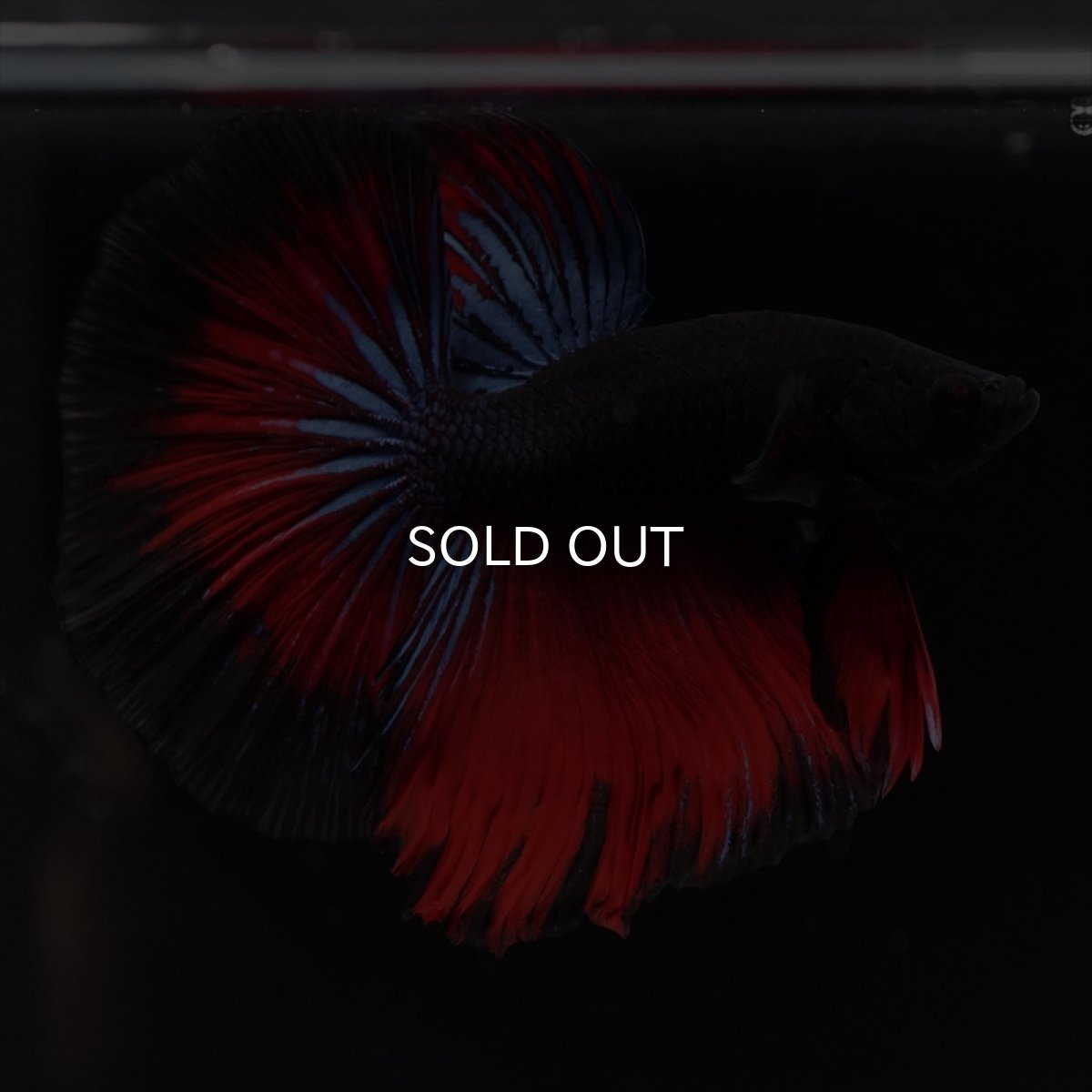 画像2: HM ブラックスター (2)