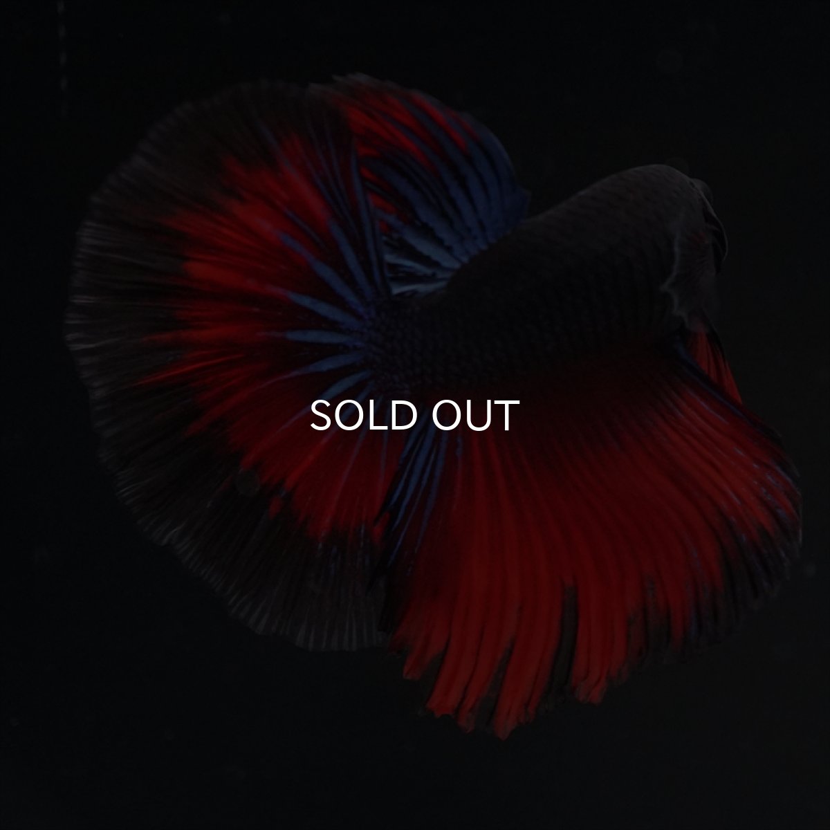 画像13: HM ブラックスター (13)