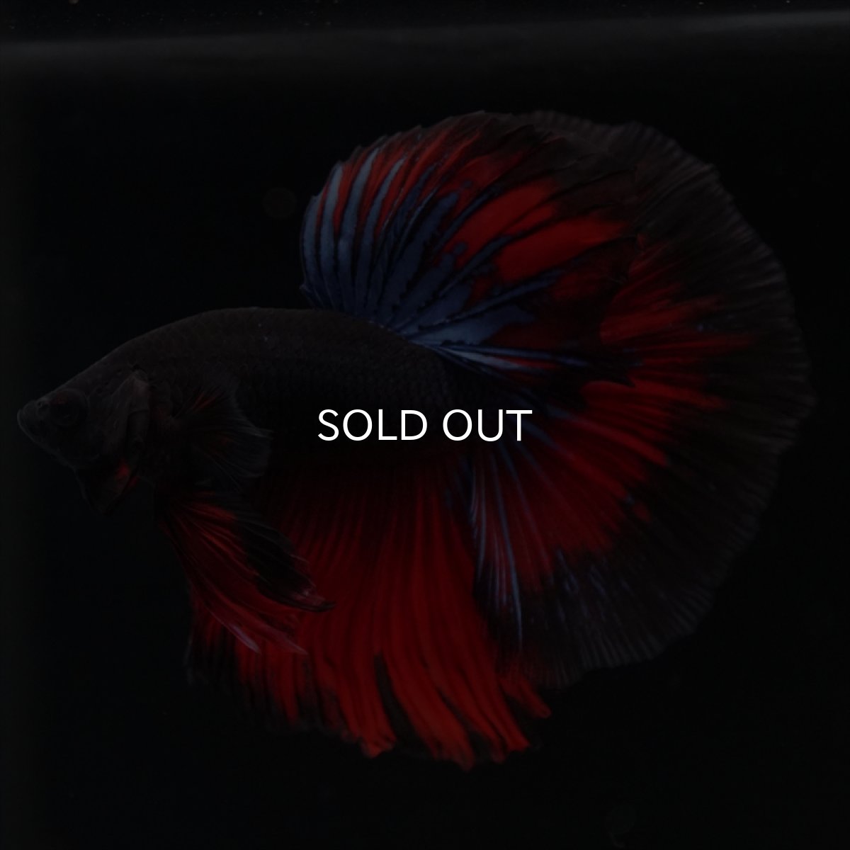 画像12: HM ブラックスター (12)