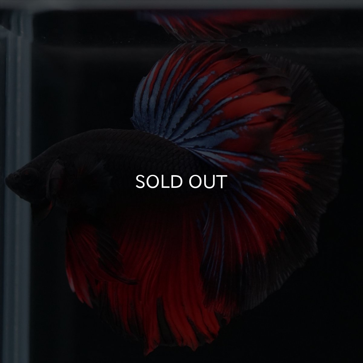 画像11: HM ブラックスター (11)