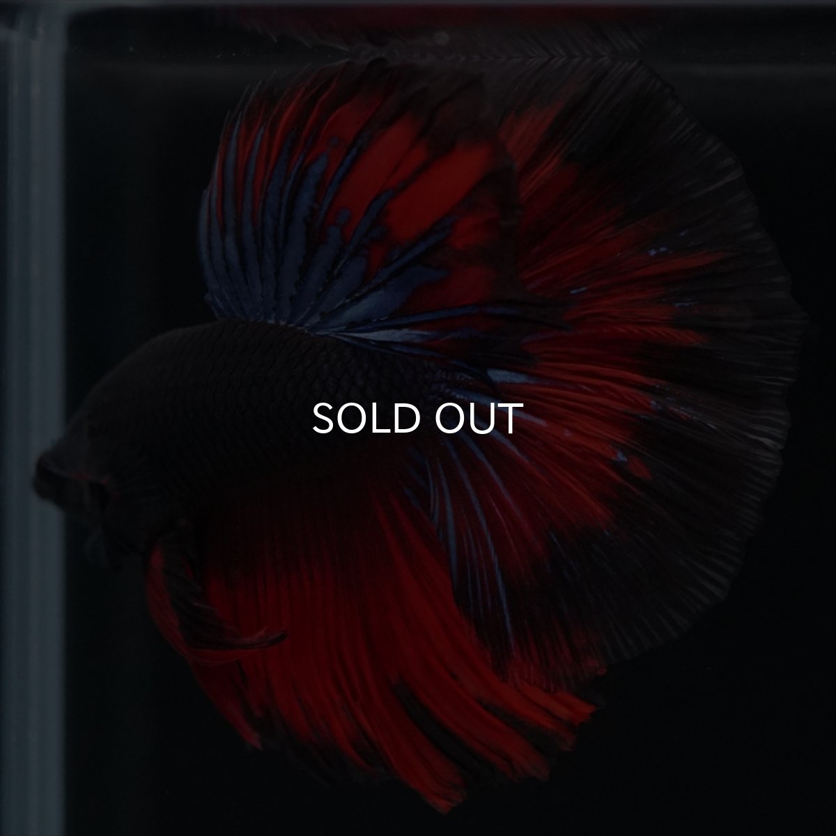 画像10: HM ブラックスター (10)