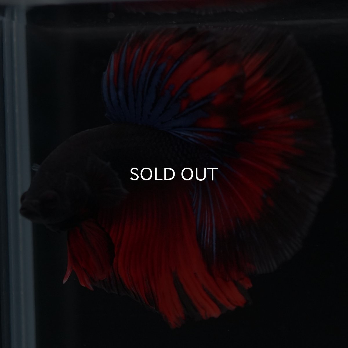 画像9: HM ブラックスター (9)