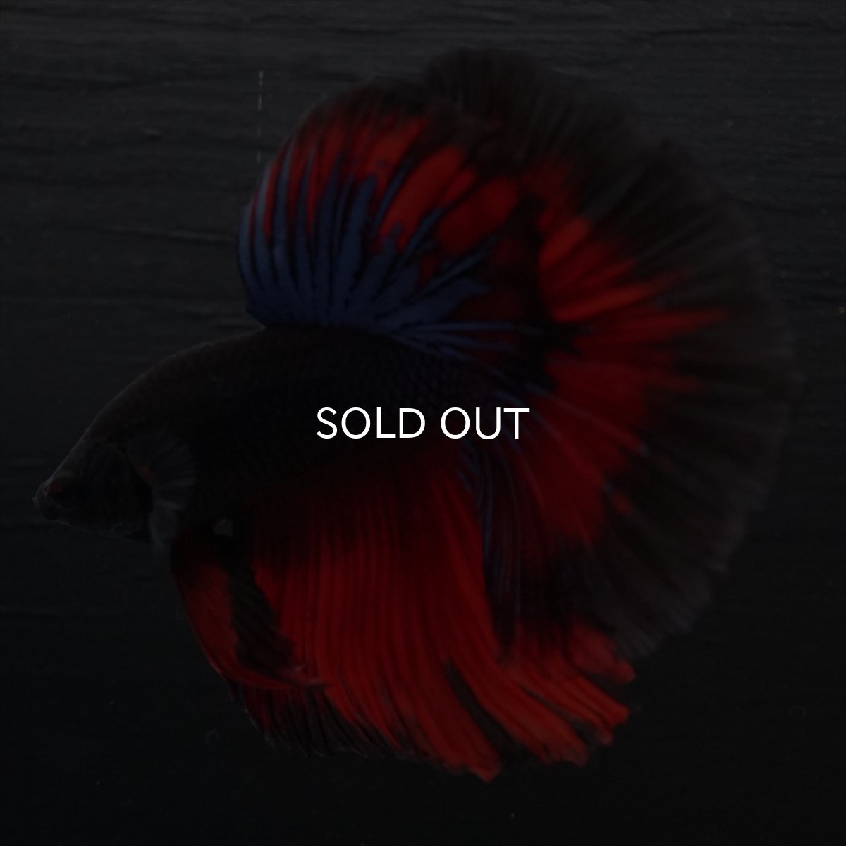 画像8: HM ブラックスター (8)