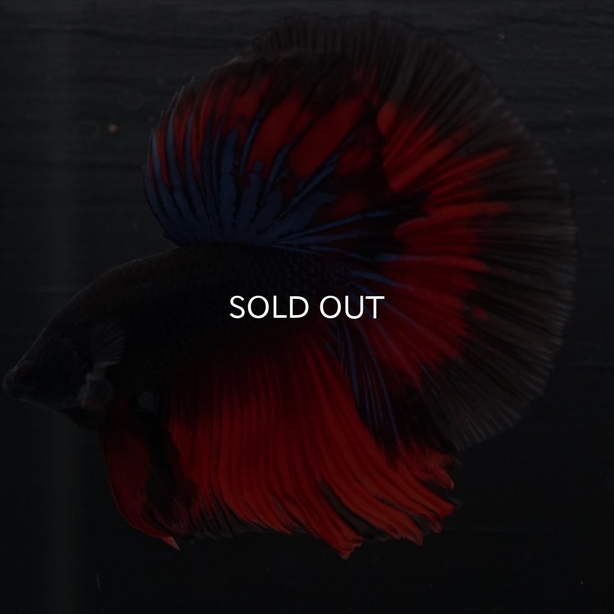 画像7: HM ブラックスター (7)