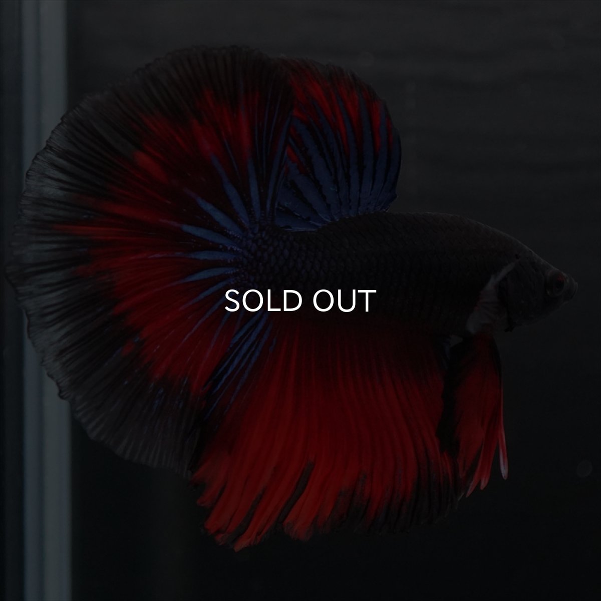 画像6: HM ブラックスター (6)