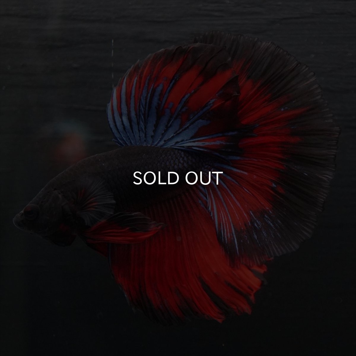 画像5: HM ブラックスター (5)