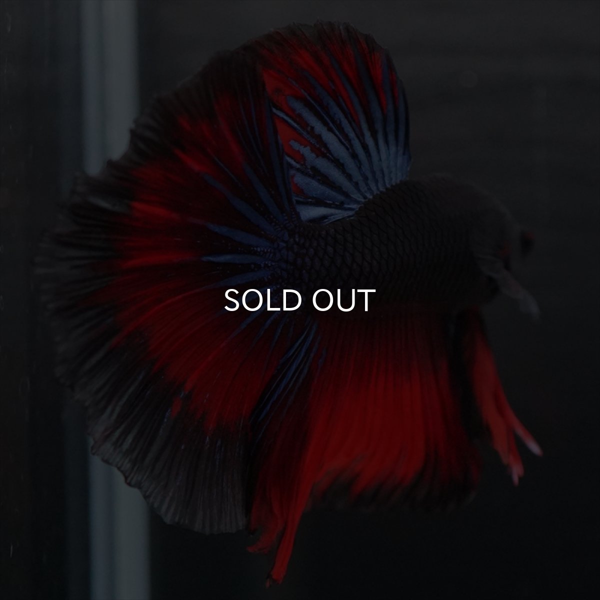 画像4: HM ブラックスター (4)