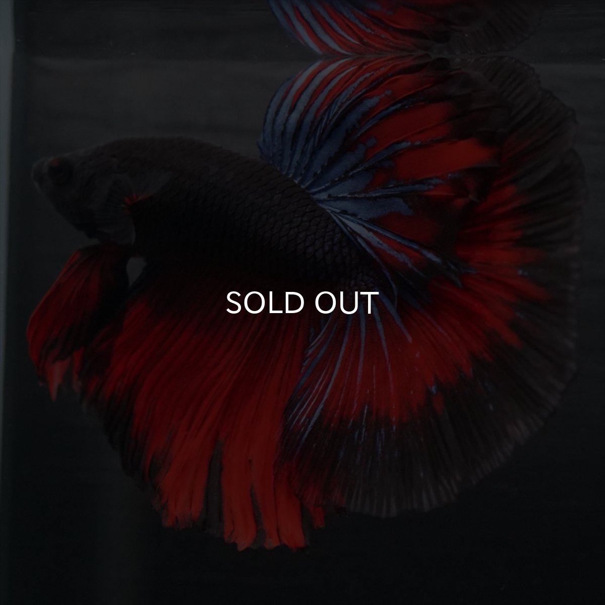 画像3: HM ブラックスター (3)