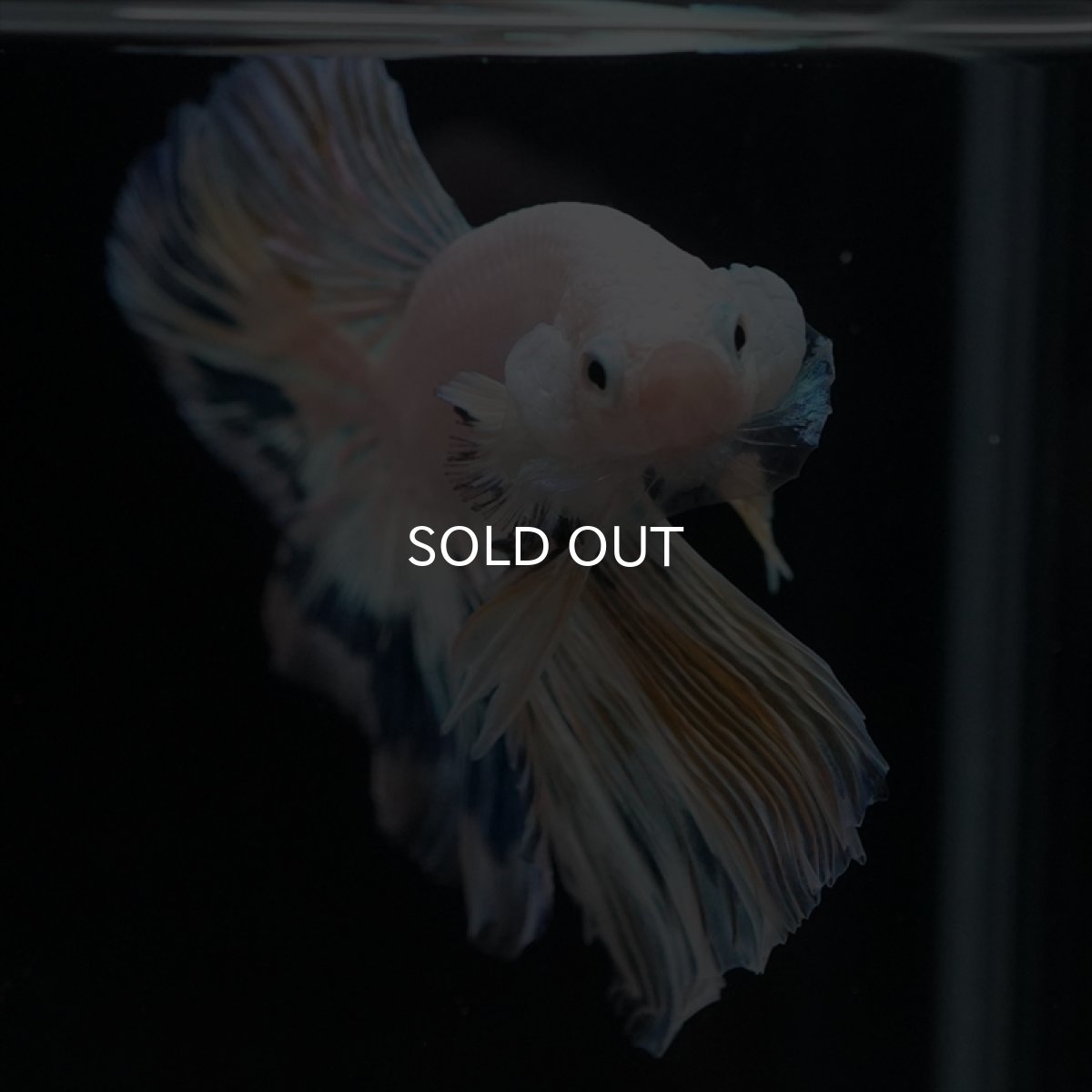 画像2: HM ホワイトファンシー (2)