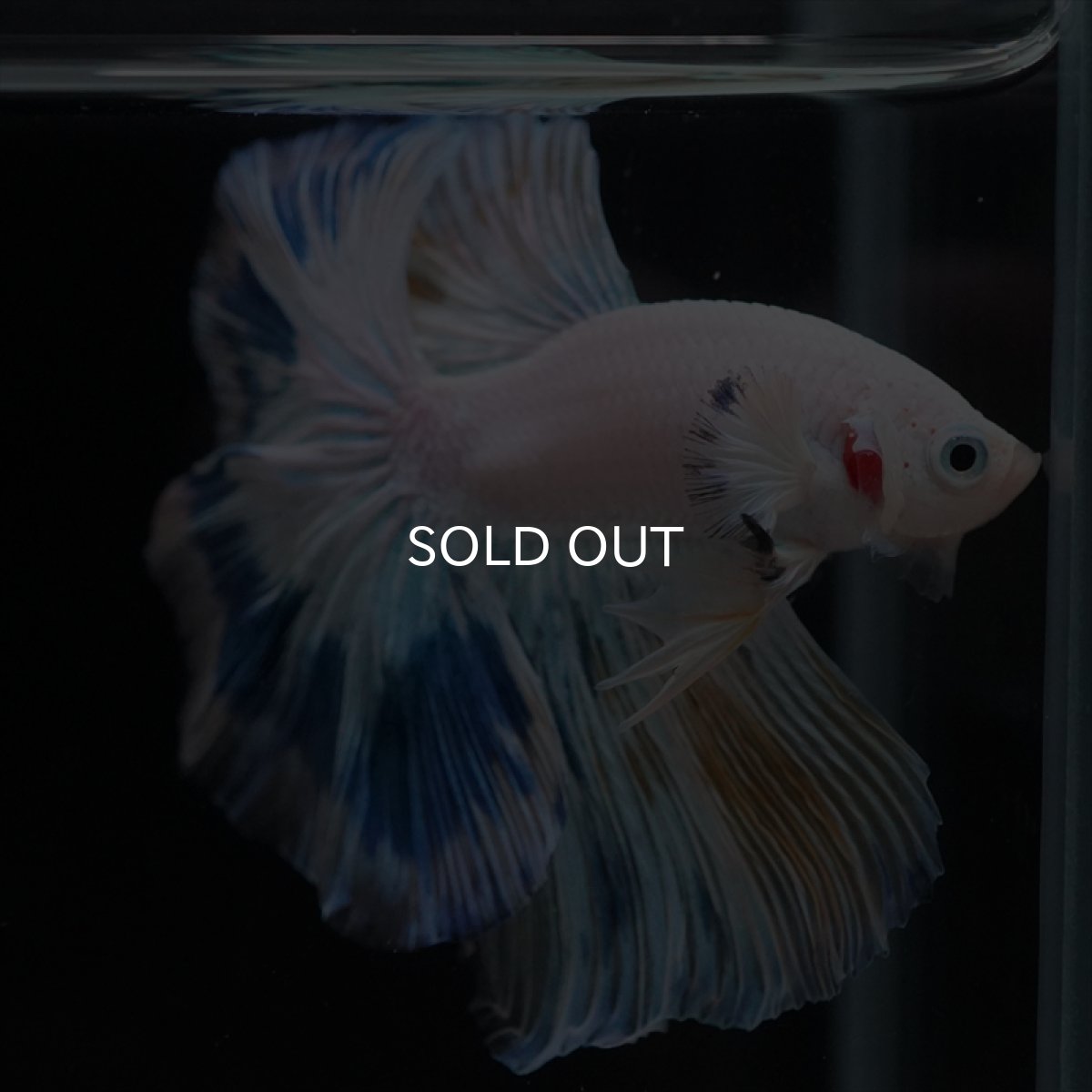 画像11: HM ホワイトファンシー (11)