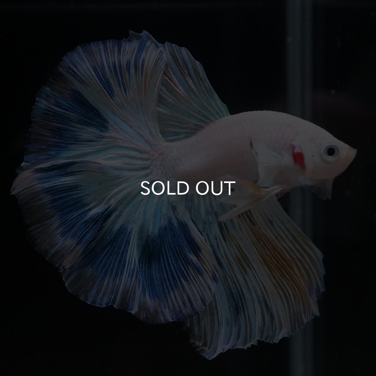 画像3: HM ホワイトファンシー (3)