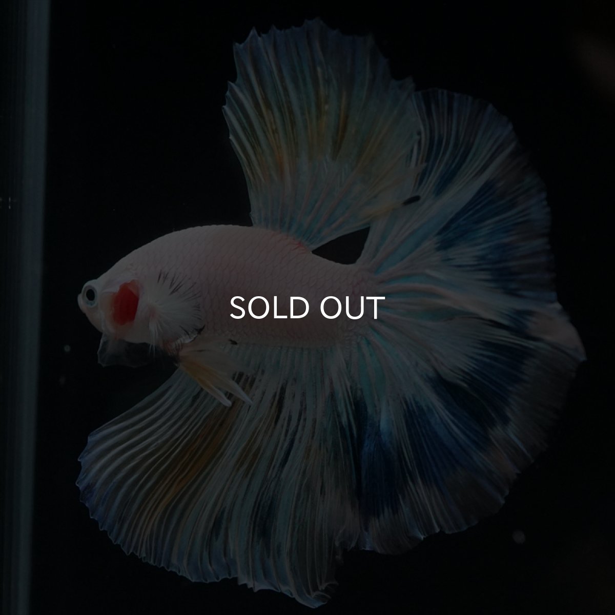 画像10: HM ホワイトファンシー (10)