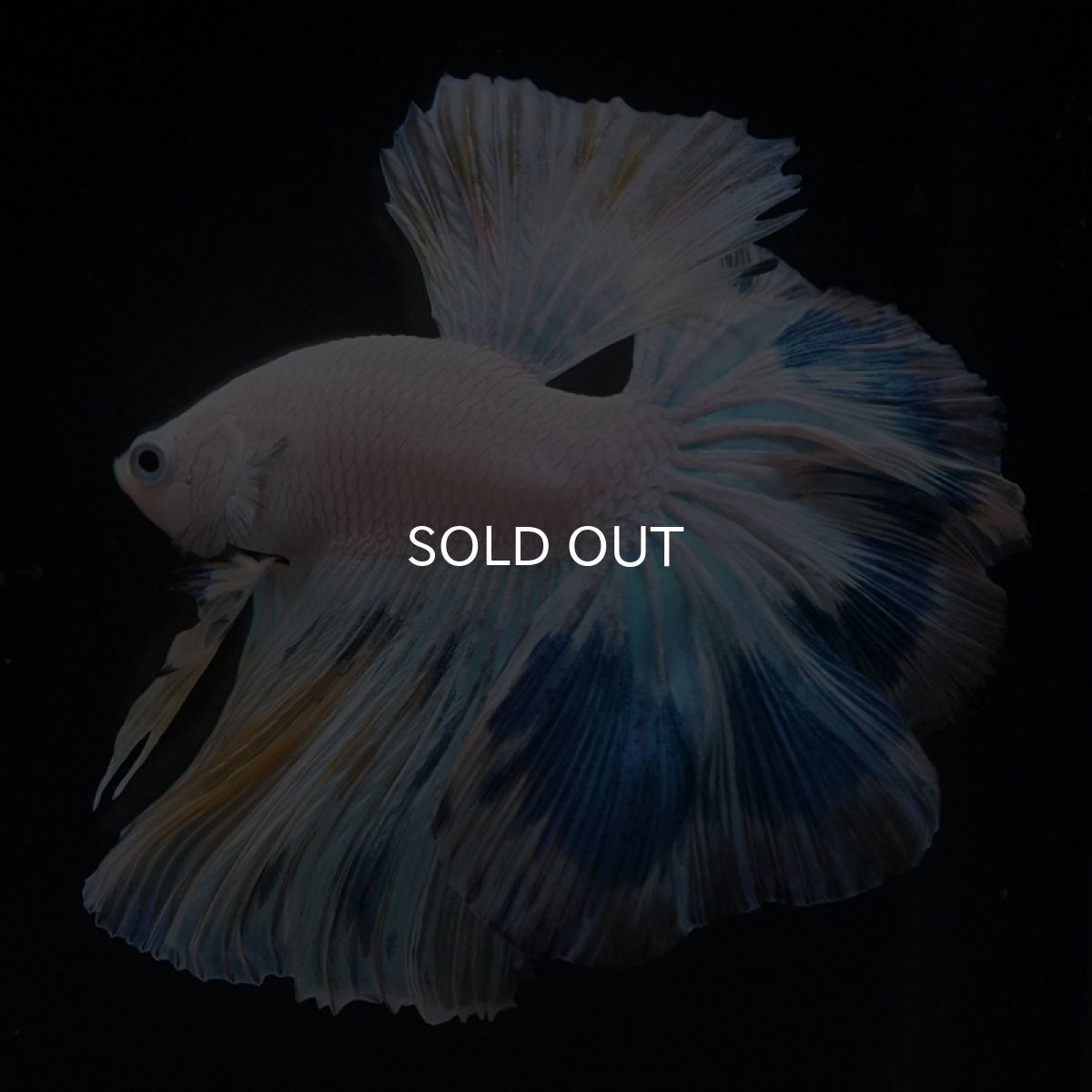 画像9: HM ホワイトファンシー (9)