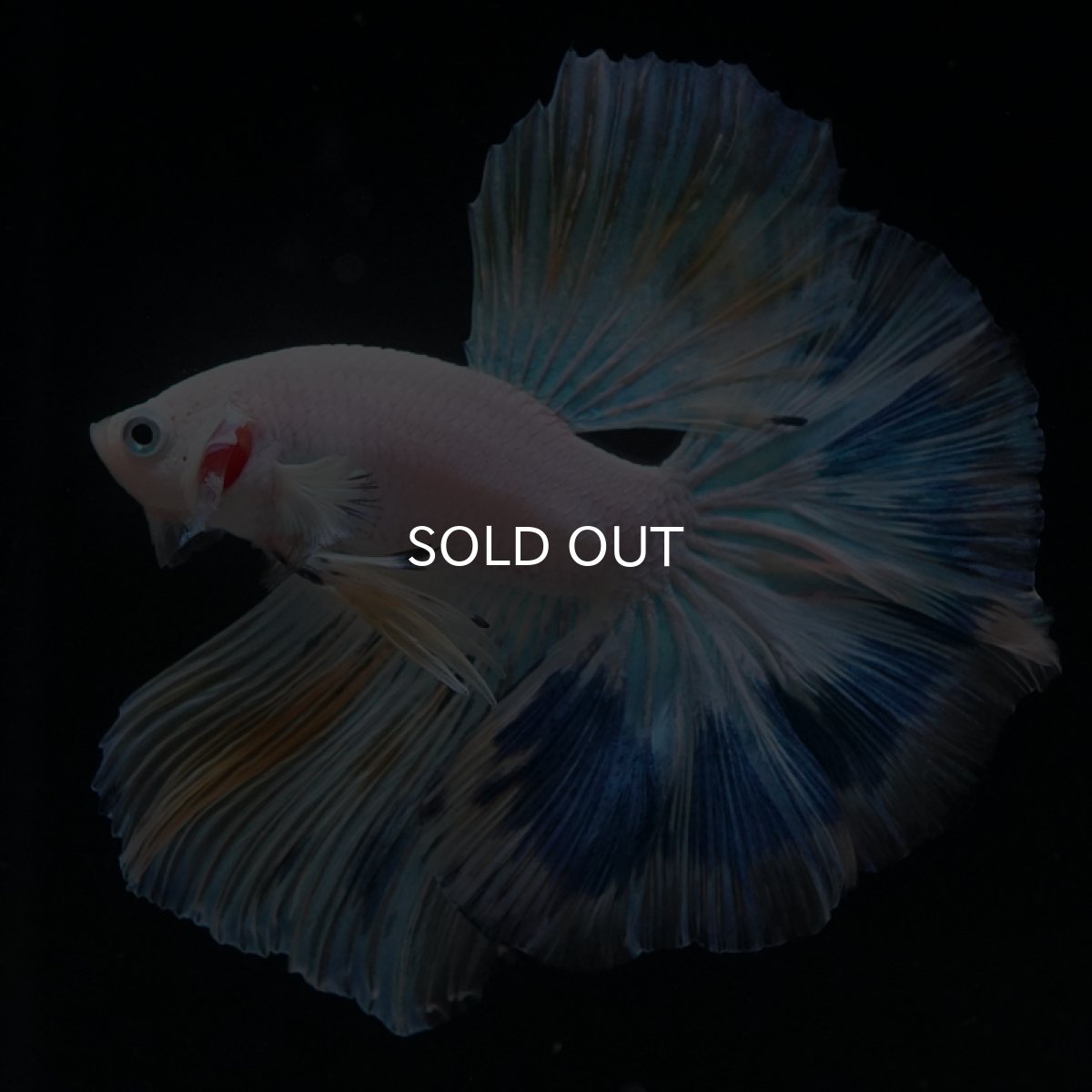 画像8: HM ホワイトファンシー (8)