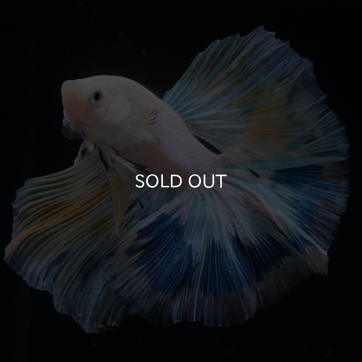 画像4: HM ホワイトファンシー (4)