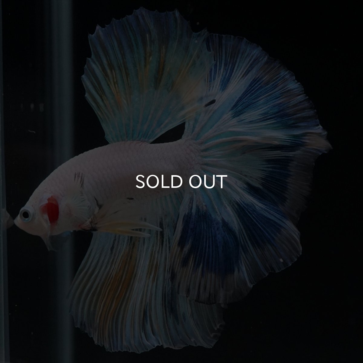 画像7: HM ホワイトファンシー (7)