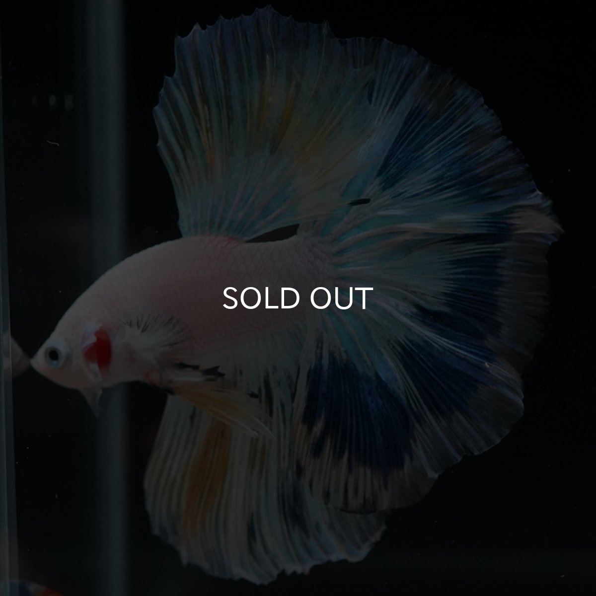 画像6: HM ホワイトファンシー (6)