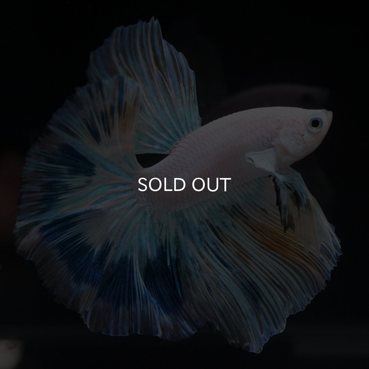 画像5: HM ホワイトファンシー (5)