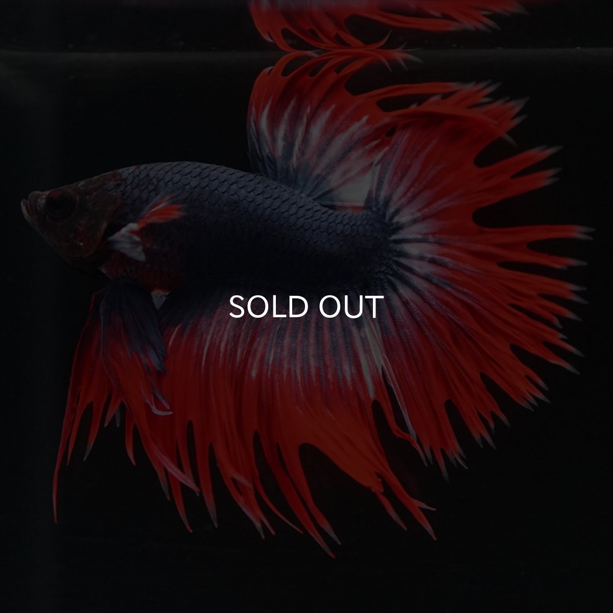 画像9: CT　タイフラッグ (9)