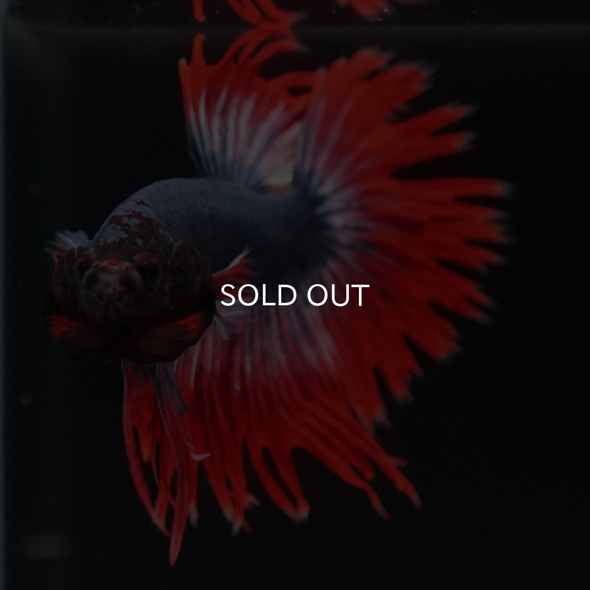 画像8: CT　タイフラッグ (8)