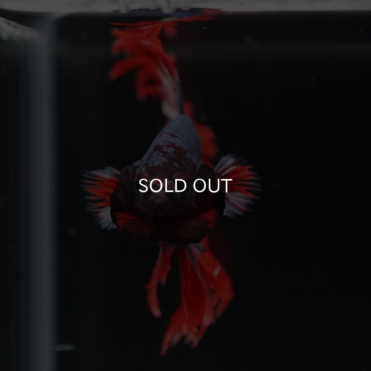 画像2: CT　タイフラッグ (2)