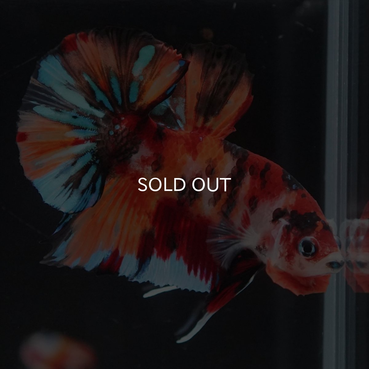 画像2: HMPK キャンディ (2)