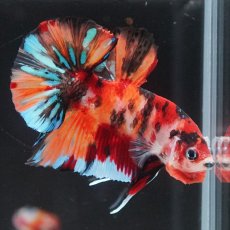 画像2: HMPK キャンディ (2)