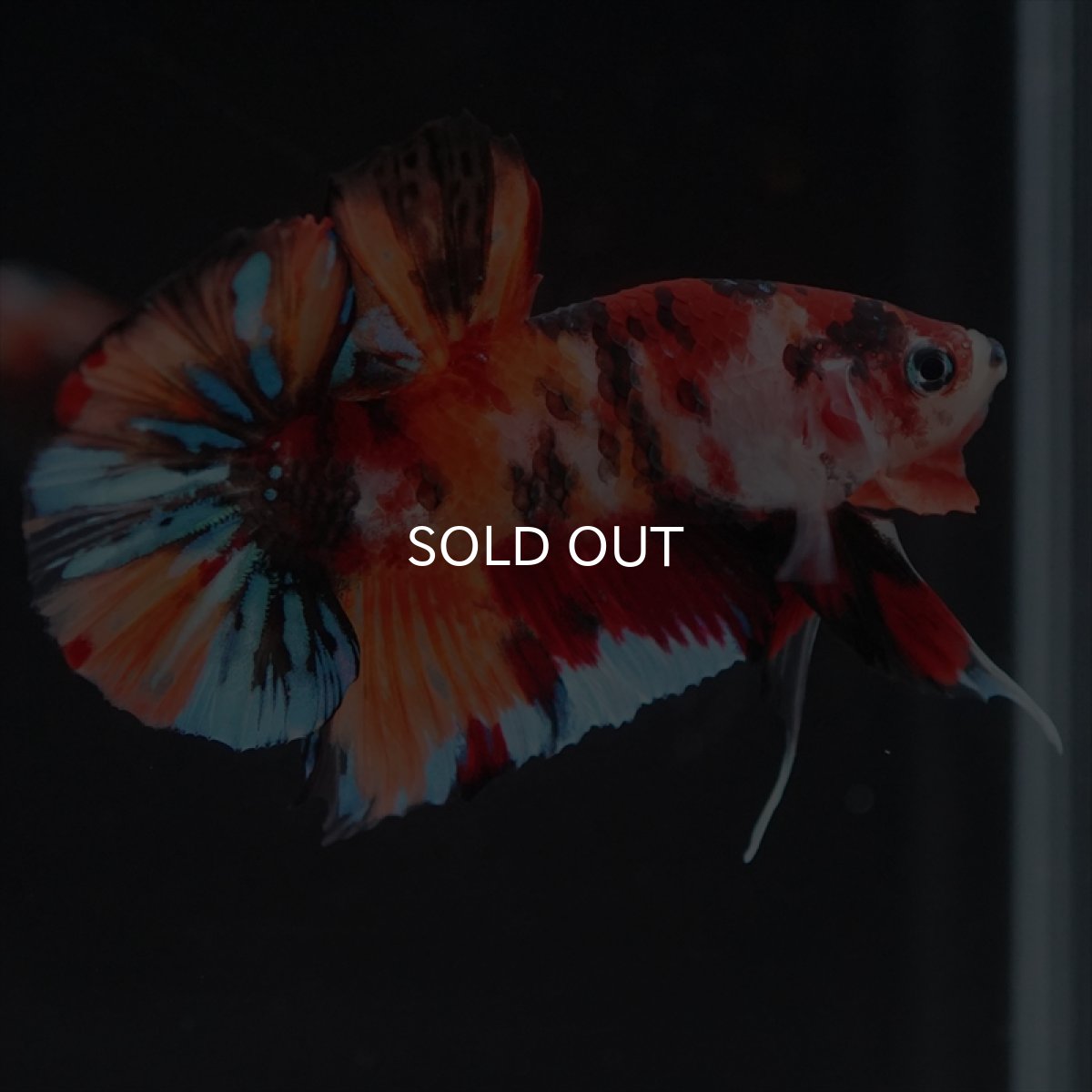 画像17: HMPK キャンディ (17)