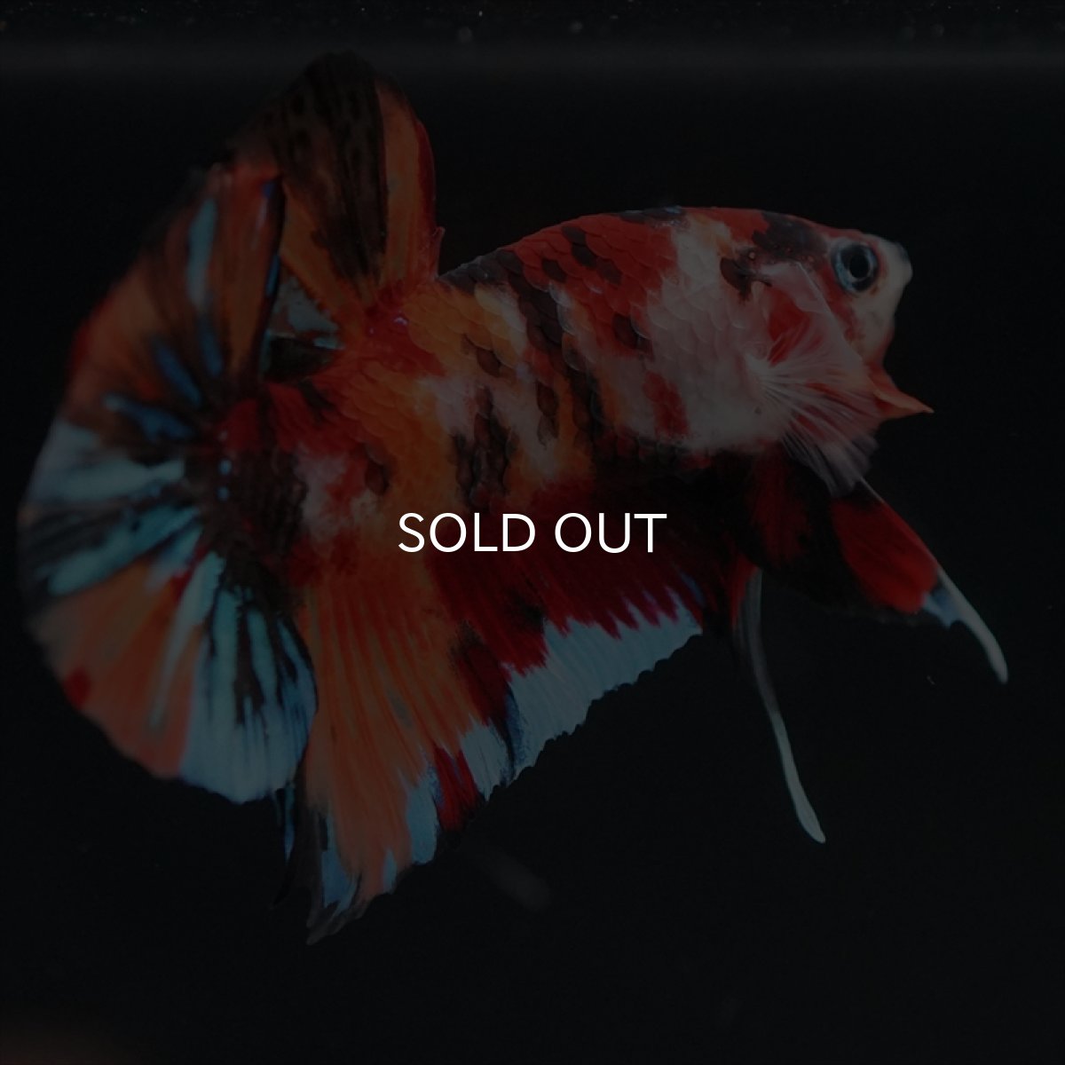 画像16: HMPK キャンディ (16)