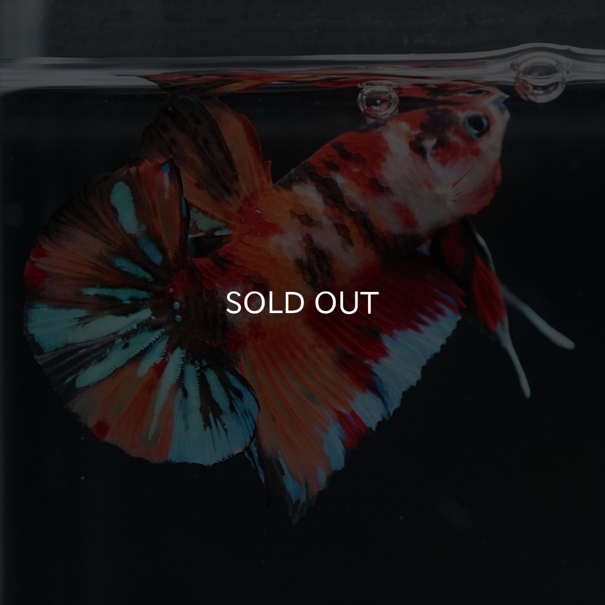 画像15: HMPK キャンディ (15)