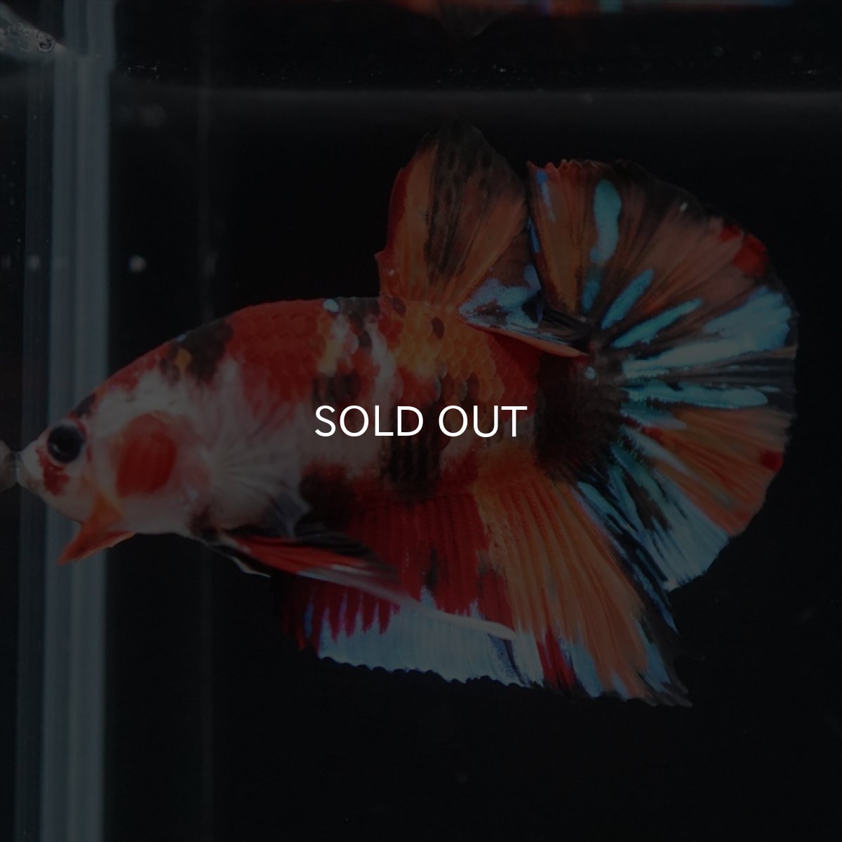 画像14: HMPK キャンディ (14)