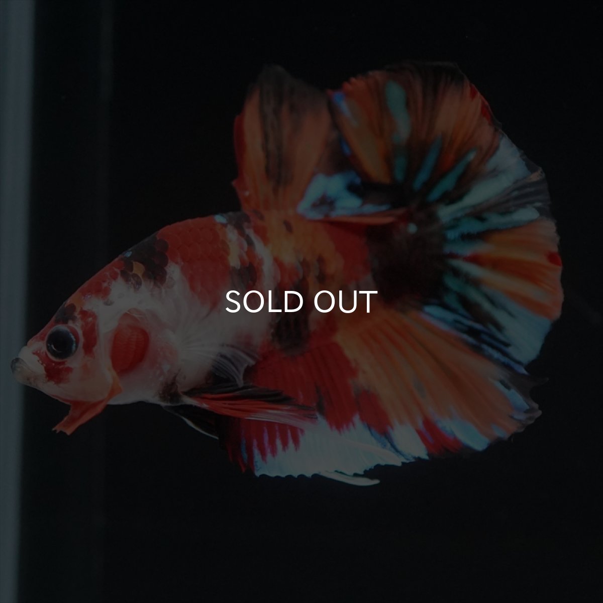 画像13: HMPK キャンディ (13)