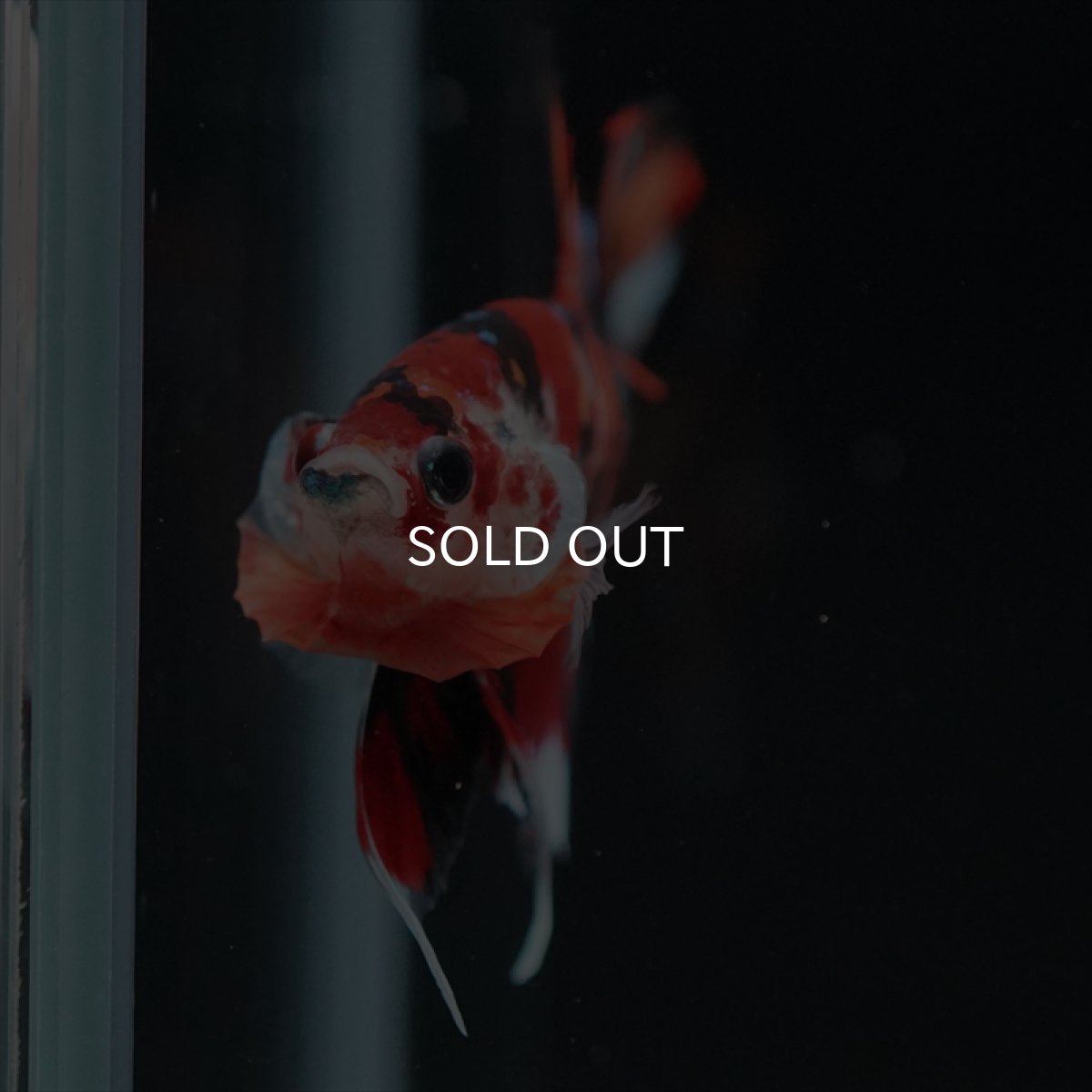 画像12: HMPK キャンディ (12)