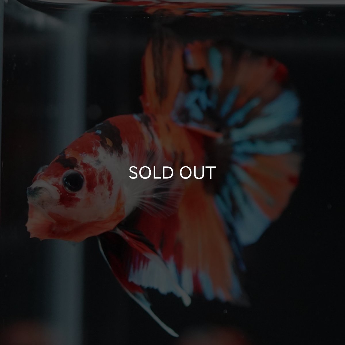 画像11: HMPK キャンディ (11)