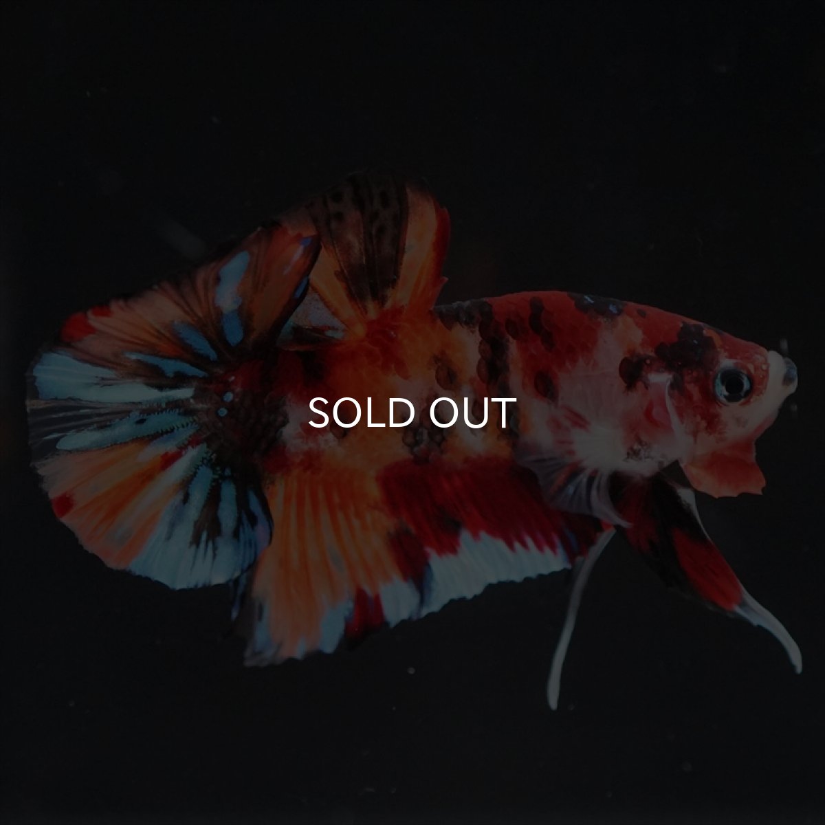 画像10: HMPK キャンディ (10)