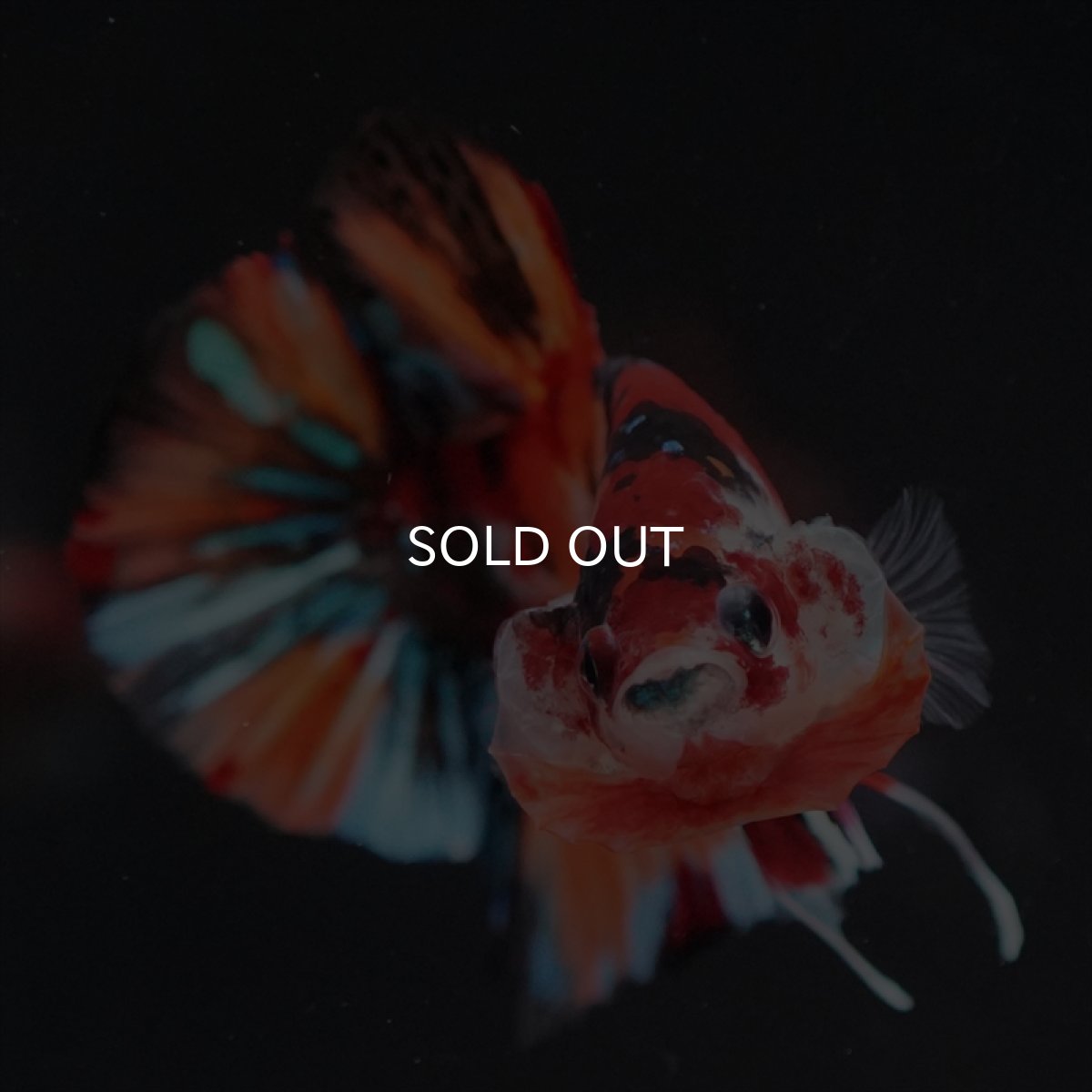 画像4: HMPK キャンディ (4)