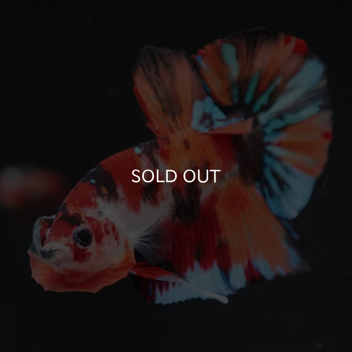 画像9: HMPK キャンディ (9)