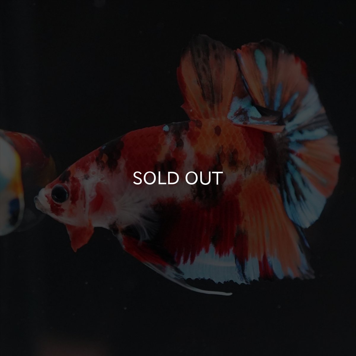 画像8: HMPK キャンディ (8)