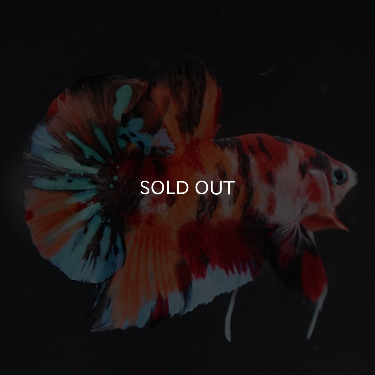 画像7: HMPK キャンディ (7)