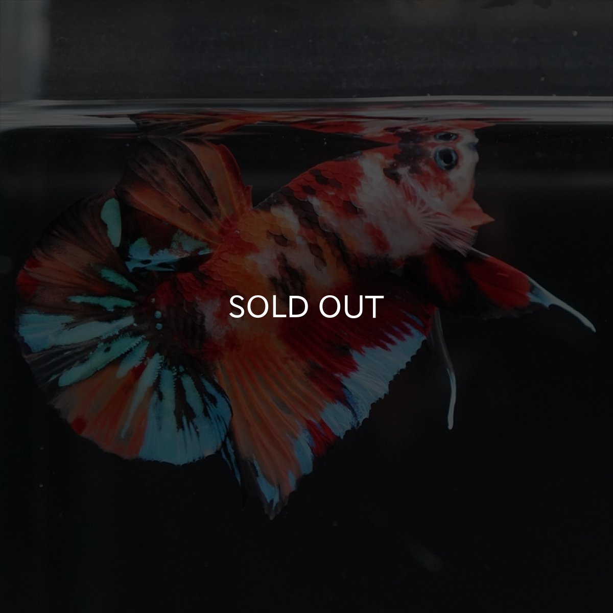 画像6: HMPK キャンディ (6)