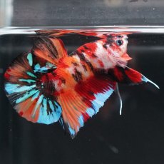 画像6: HMPK キャンディ (6)