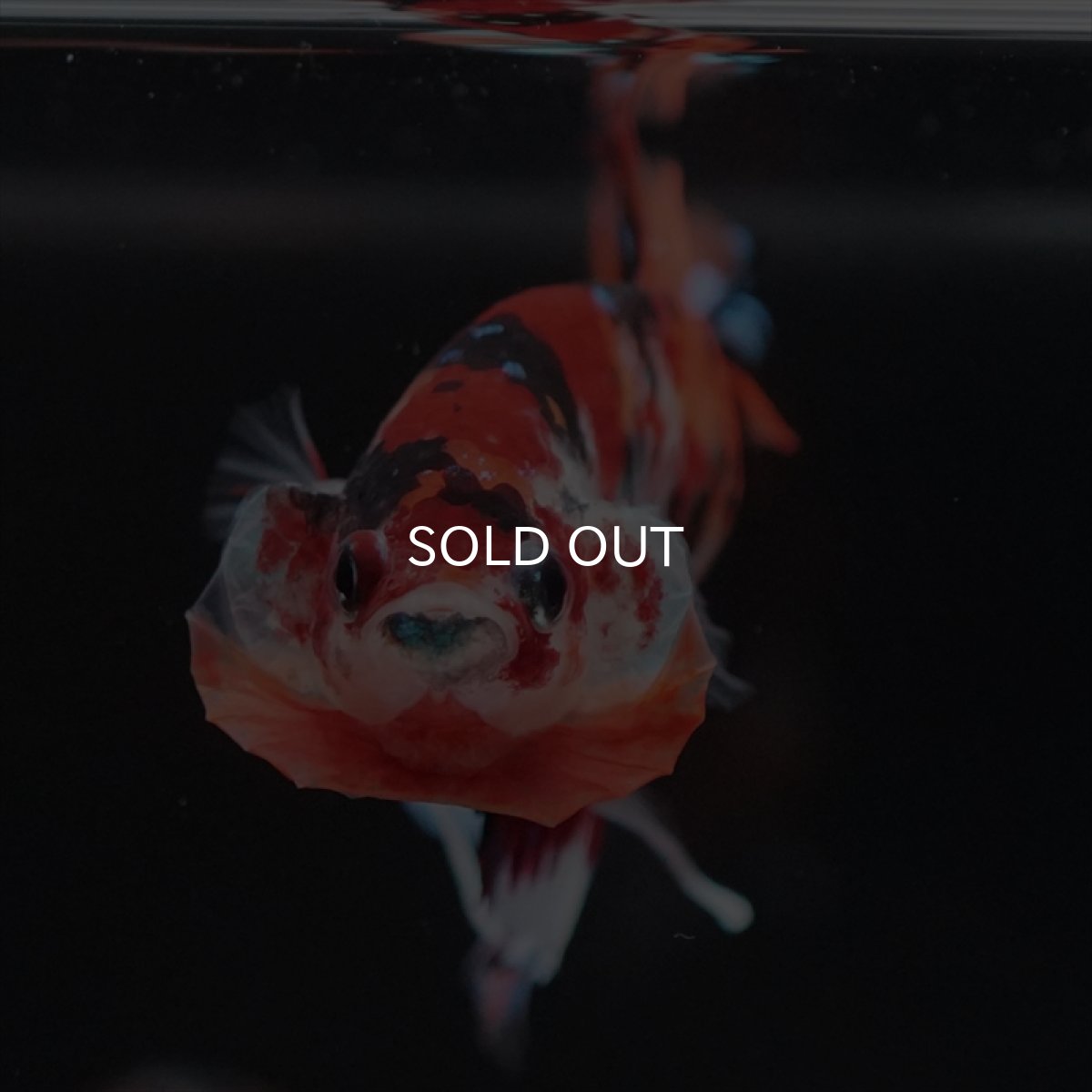 画像5: HMPK キャンディ (5)