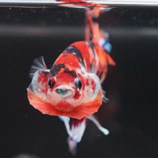 画像5: HMPK キャンディ (5)