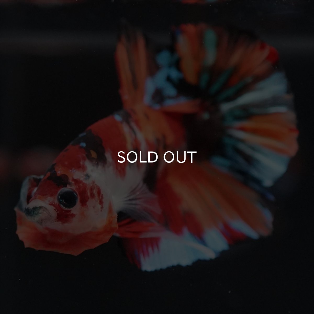 画像3: HMPK キャンディ (3)