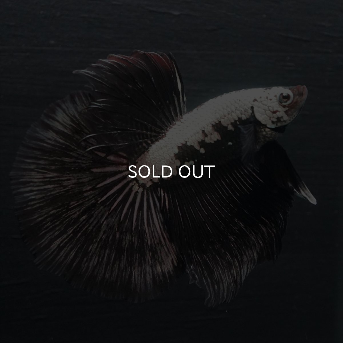 画像12: HM ブラックサムライ (12)