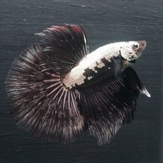 画像12: HM ブラックサムライ (12)